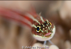 Eye to eye by Andrea Pirondini 